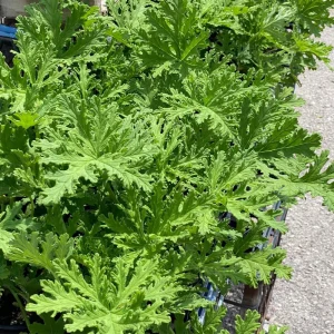 Live Citronella Plant – 4 Inch Pot – Fragrant Outdoor Patio & Garden Geranium - Image 6