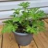 Live Citronella Plant – 4 Inch Pot – Fragrant Outdoor Patio & Garden Geranium - Image 1