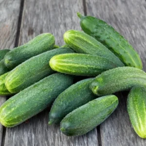 Live Cucumber Seedlings – 2 Plants per 4-Inch Pot, 6-8 Inch Tall Edible Vegetable Starter Plants for Outdoor Gardens - Image 2
