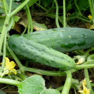 Live Cucumber Seedlings – 2 Plants per 4-Inch Pot, 6-8 Inch Tall Edible Vegetable Starter Plants for Outdoor Gardens - Image 3