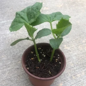 Live Cucumber Seedlings – 2 Plants per 4-Inch Pot, 6-8 Inch Tall Edible Vegetable Starter Plants for Outdoor Gardens - Image 4