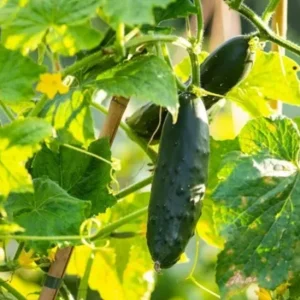 Live Cucumber Seedlings – 2 Plants per 4-Inch Pot, 6-8 Inch Tall Edible Vegetable Starter Plants for Outdoor Gardens - Image 5