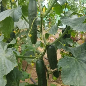 Live Cucumber Seedlings – 2 Plants per 4-Inch Pot, 6-8 Inch Tall Edible Vegetable Starter Plants for Outdoor Gardens - Image 6