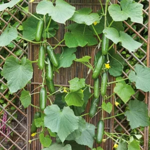 Live Cucumber Seedlings – 2 Plants per 4-Inch Pot, 6-8 Inch Tall Edible Vegetable Starter Plants for Outdoor Gardens - Image 7