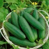 Live Cucumber Seedlings – 2 Plants per 4-Inch Pot, 6-8 Inch Tall Edible Vegetable Starter Plants for Outdoor Gardens - Image 1