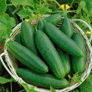 Live Cucumber Seedlings – 2 Plants per 4-Inch Pot, 6-8 Inch Tall Edible Vegetable Starter Plants for Outdoor Gardens - Image 1