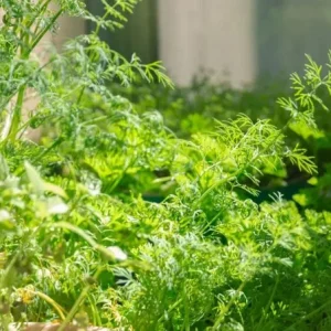 Live Dill Herb Plant – 3-inch Tall Culinary Herb for Home Gardens – Annual - Image 2