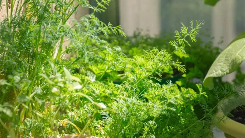 Live Dill Herb Plant – 3-inch Tall Culinary Herb for Home Gardens – Annual - Image 2