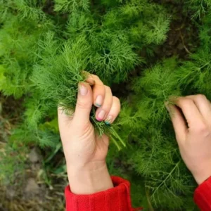 Live Dill Herb Plant – 3-inch Tall Culinary Herb for Home Gardens – Annual - Image 3