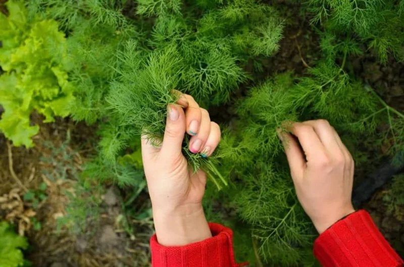 Live Dill Herb Plant – 3-inch Tall Culinary Herb for Home Gardens – Annual - Image 3