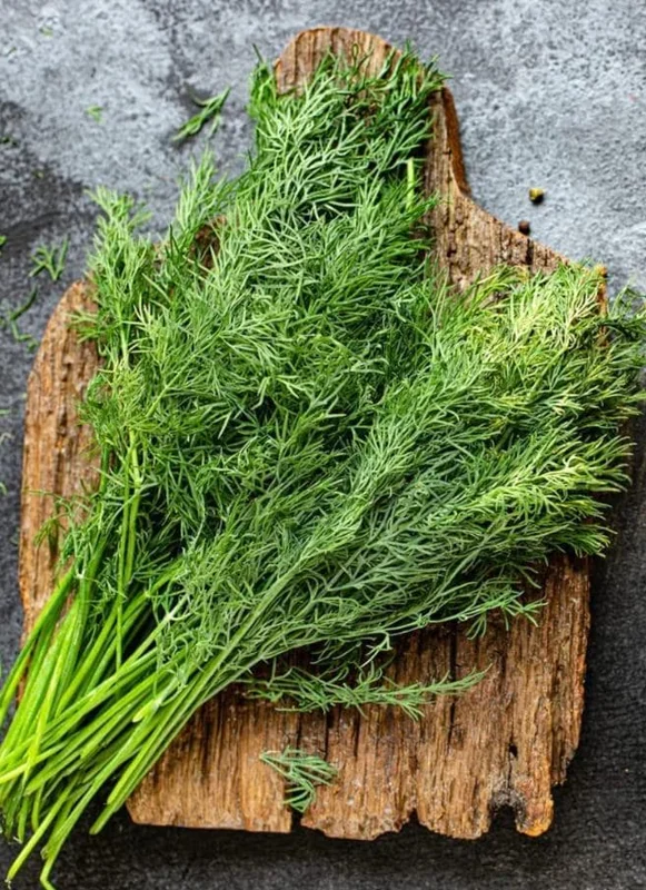 Live Dill Herb Plant – 3-inch Tall Culinary Herb for Home Gardens – Annual - Image 4