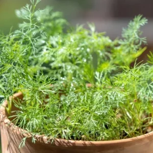 Live Dill Herb Plant – 3-inch Tall Culinary Herb for Home Gardens – Annual - Image 6