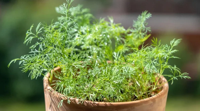 Live Dill Herb Plant – 3-inch Tall Culinary Herb for Home Gardens – Annual - Image 6