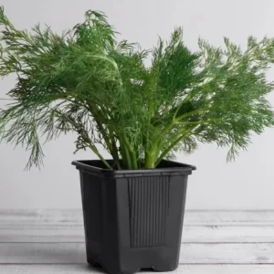 Live Dill Herb Plant – 3-inch Tall Culinary Herb for Home Gardens – Annual - Image 7
