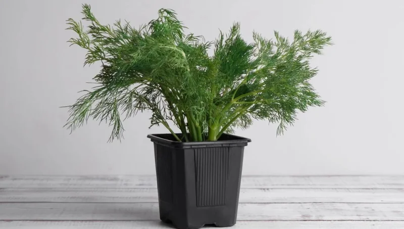 Live Dill Herb Plant – 3-inch Tall Culinary Herb for Home Gardens – Annual - Image 7
