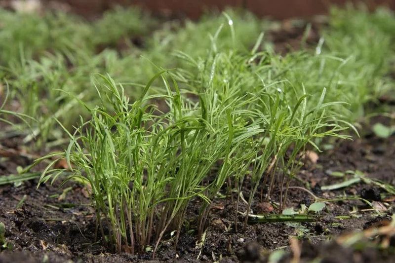 Live Dill Herb Plant – 3-inch Tall Culinary Herb for Home Gardens – Annual - Image 8