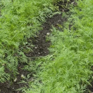 Live Dill Herb Plant – 3-inch Tall Culinary Herb for Home Gardens – Annual - Image 9