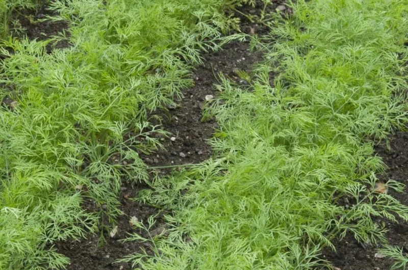 Live Dill Herb Plant – 3-inch Tall Culinary Herb for Home Gardens – Annual - Image 9