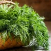 Live Dill Herb Plant – 3-inch Tall Culinary Herb for Home Gardens – Annual - Image 1