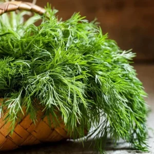 Live Dill Herb Plant – 3-inch Tall Culinary Herb for Home Gardens – Annual - Image 1