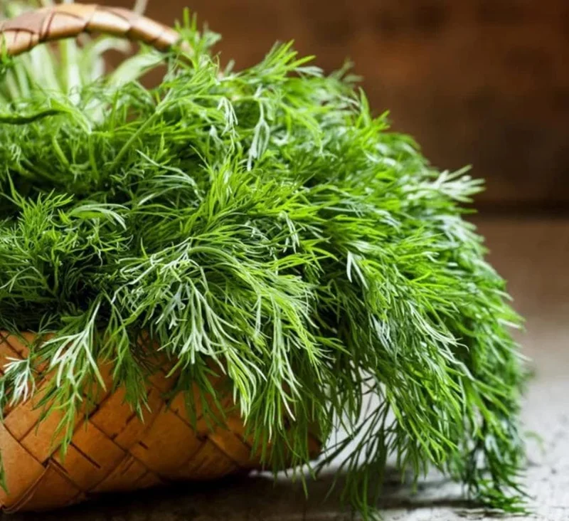 Live Dill Herb Plant – 3-inch Tall Culinary Herb for Home Gardens – Annual - Image 1