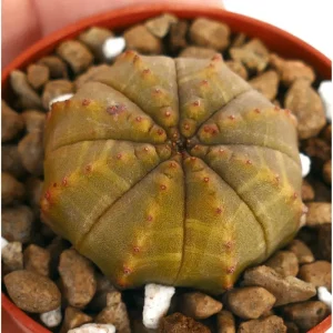 Live Euphorbia Obesa Hybrid Plant – Rare Baseball Cactus – 3 inch Pot – Indoor Succulent - Image 2