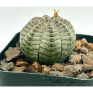 Live Euphorbia Obesa Hybrid Plant – Rare Baseball Cactus – 3 inch Pot – Indoor Succulent - Image 3