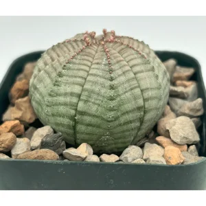Live Euphorbia Obesa Hybrid Plant – Rare Baseball Cactus – 3 inch Pot – Indoor Succulent - Image 4