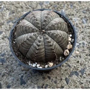 Live Euphorbia Obesa Hybrid Plant – Rare Baseball Cactus – 3 inch Pot – Indoor Succulent - Image 5