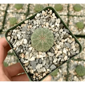Live Euphorbia Obesa Hybrid Plant – Rare Baseball Cactus – 3 inch Pot – Indoor Succulent - Image 1