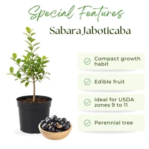 Live Jaboticaba Tree - Sabara Black Grape Edible Plant - 4-7 inches Tall - Image 2
