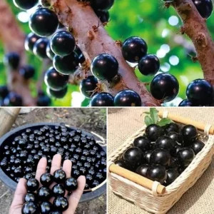 Live Jaboticaba Tree - Sabara Black Grape Edible Plant - 4-7 inches Tall - Image 3