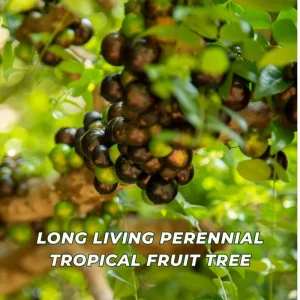 Live Jaboticaba Tree - Sabara Black Grape Edible Plant - 4-7 inches Tall - Image 4