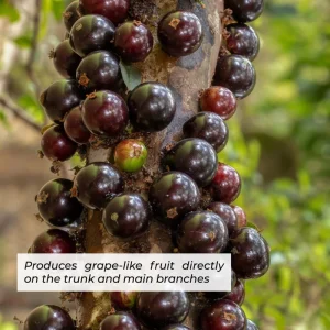 Live Jaboticaba Tree - Sabara Black Grape Edible Plant - 4-7 inches Tall - Image 5