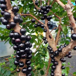 Live Jaboticaba Tree - Sabara Black Grape Edible Plant - 4-7 inches Tall - Image 6