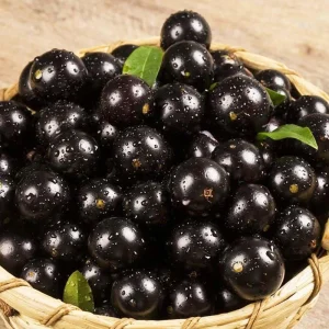 Live Jaboticaba Tree - Sabara Black Grape Edible Plant - 4-7 inches Tall - Image 7