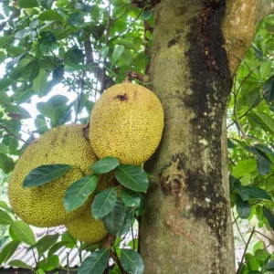 Live Jackfruit Plant – Tropical Fruit Tree – 8-10 Inch Tall – 4 Inch Pot – Indoor/Outdoor - Image 2