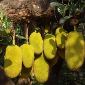 Live Jackfruit Plant – Tropical Fruit Tree – 8-10 Inch Tall – 4 Inch Pot – Indoor/Outdoor - Image 3