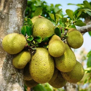 Live Jackfruit Plant – Tropical Fruit Tree – 8-10 Inch Tall – 4 Inch Pot – Indoor/Outdoor - Image 4