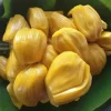 Live Jackfruit Plant – Tropical Fruit Tree – 8-10 Inch Tall – 4 Inch Pot – Indoor/Outdoor - Image 1