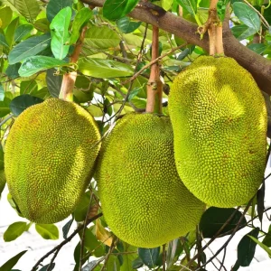 Live Jackfruit Tree - Sweet Tropical Fruit Plant, 6-8 Inches Tall, Indoor/Outdoor - Image 2