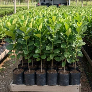 Live Jackfruit Tree - Sweet Tropical Fruit Plant, 6-8 Inches Tall, Indoor/Outdoor - Image 3