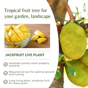 Live Jackfruit Tree - Sweet Tropical Fruit Plant, 6-8 Inches Tall, Indoor/Outdoor - Image 4