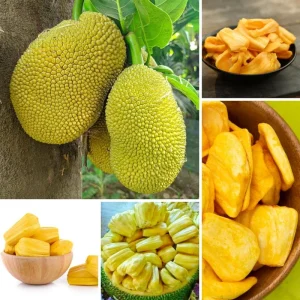 Live Jackfruit Tree - Sweet Tropical Fruit Plant, 6-8 Inches Tall, Indoor/Outdoor - Image 5