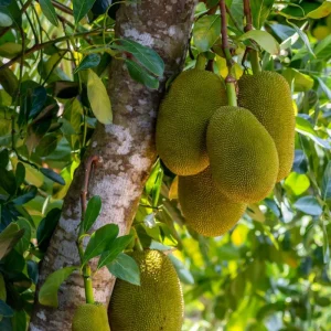 Live Jackfruit Tree - Sweet Tropical Fruit Plant, 6-8 Inches Tall, Indoor/Outdoor - Image 6