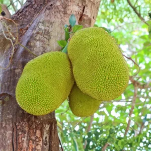 Live Jackfruit Tree - Sweet Tropical Fruit Plant, 6-8 Inches Tall, Indoor/Outdoor - Image 7