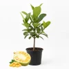 Live Jackfruit Tree - Sweet Tropical Fruit Plant, 6-8 Inches Tall, Indoor/Outdoor - Image 1