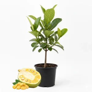 Live Jackfruit Tree - Sweet Tropical Fruit Plant, 6-8 Inches Tall, Indoor/Outdoor - Image 1