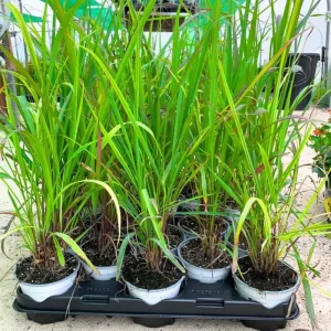 Live Lemongrass Plant - 4 Inch Pot, Starter Herb, Fragrant Culinary Grass - Image 2