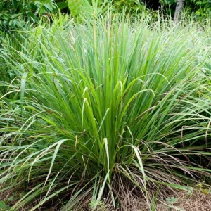 Live Lemongrass Plant - 4 Inch Pot, Starter Herb, Fragrant Culinary Grass - Image 3